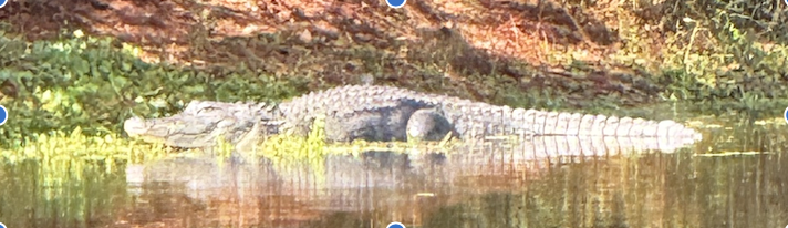 An alligator resting at the edge of the water