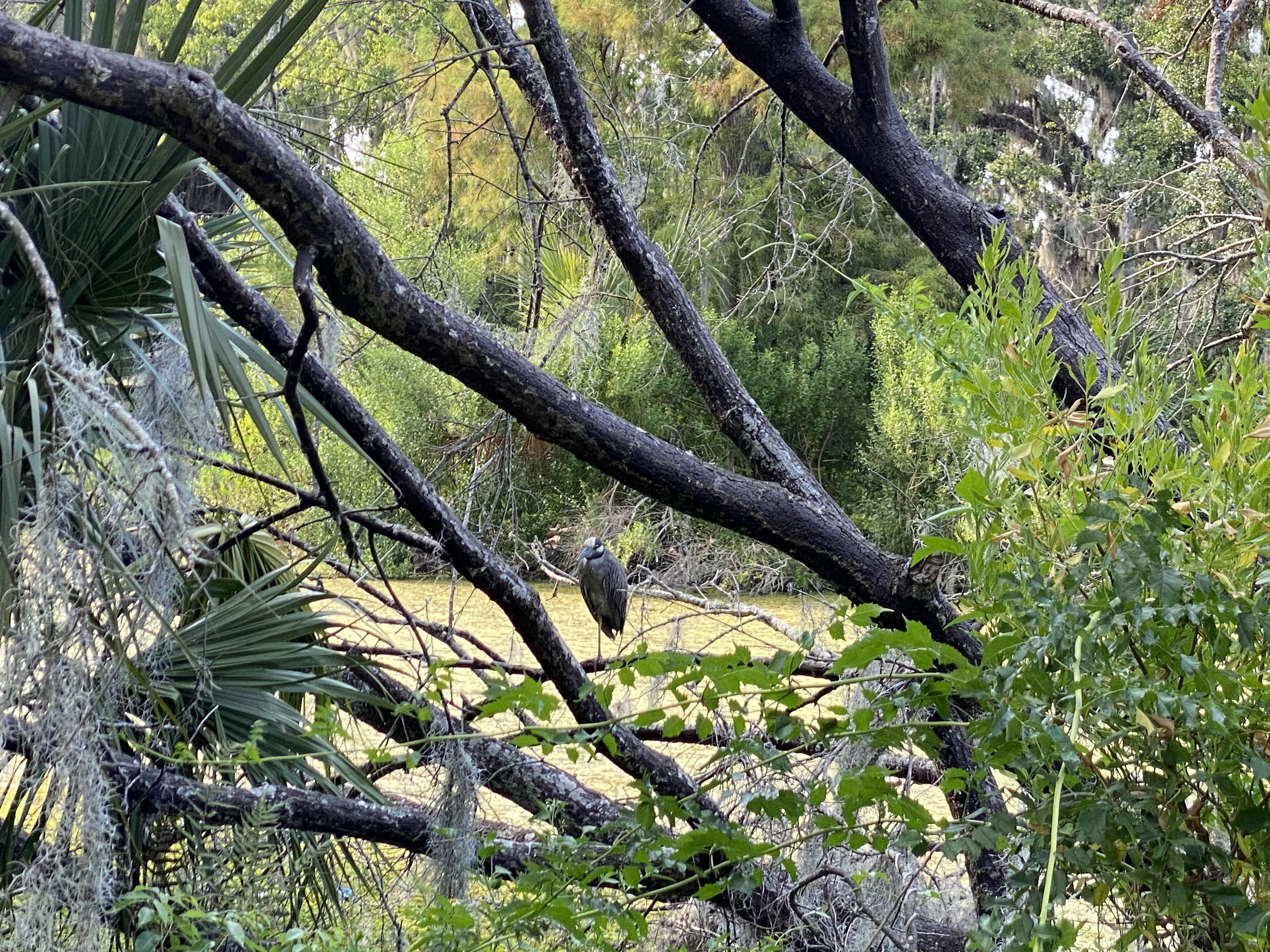 A bird perched among leafy branches above the water