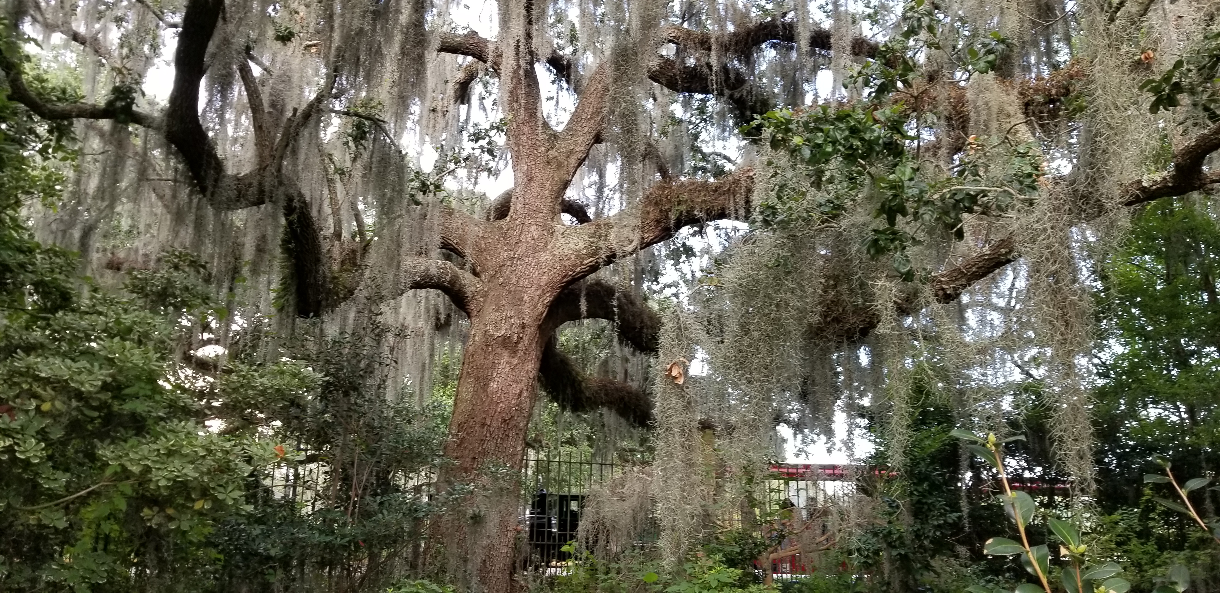 An oak tree draped in Spanish moss